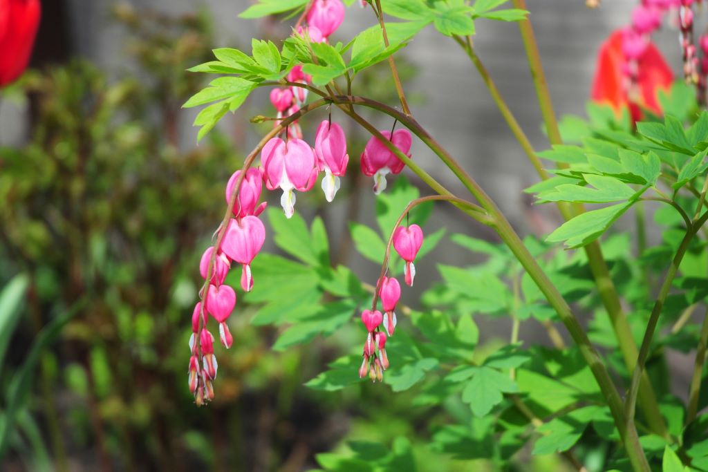 Dicentra Spectabilis BIO Natural Bulbs NL